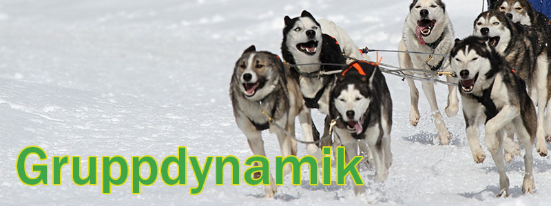 Gruppdynamik